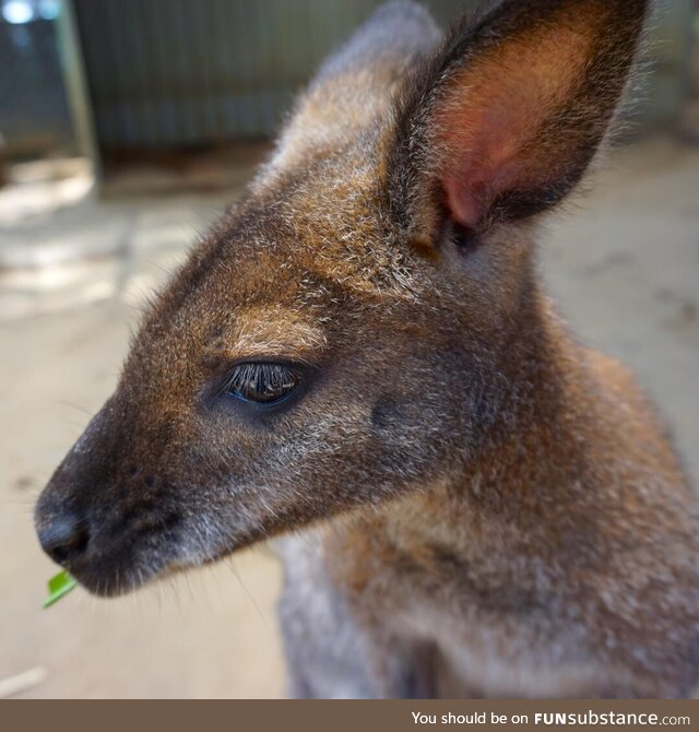 Portrait of a Wallaby