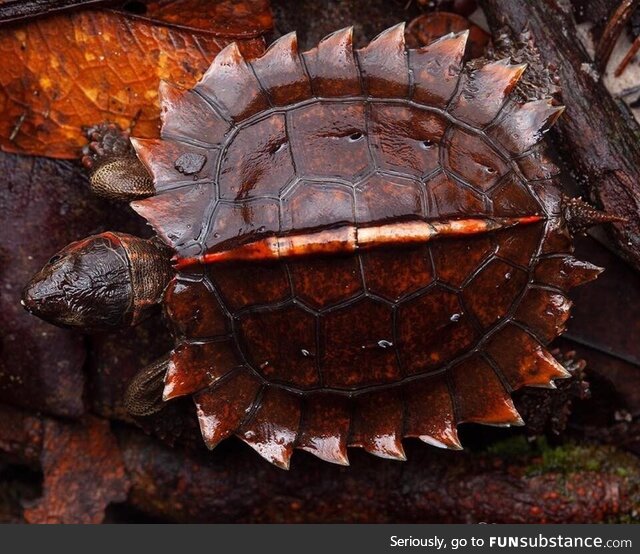 The spiny turtle (Heosemys spinosa) from Malaysia. This species is currently listed as