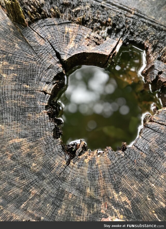 Tree stump portal