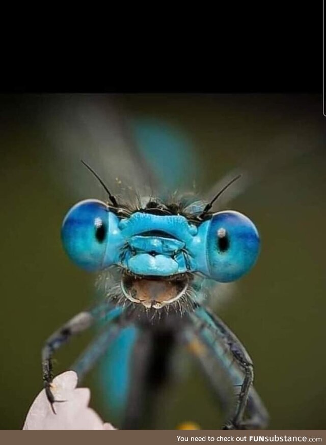 Close-up of a dragonfly. Not sure if cute or terrifying