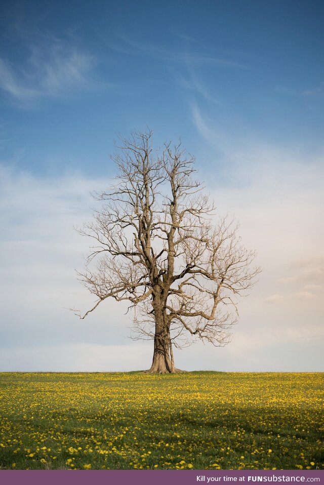 Found this majestic tree while exploring the countryside [OC]