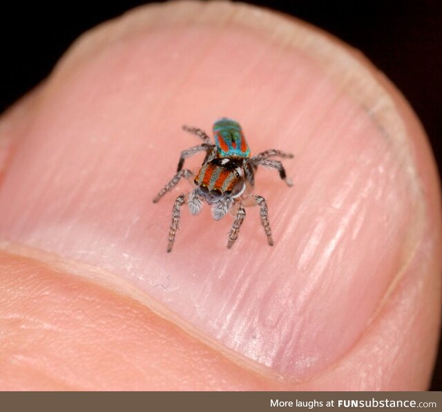 This is the size of a species of Peacock spider