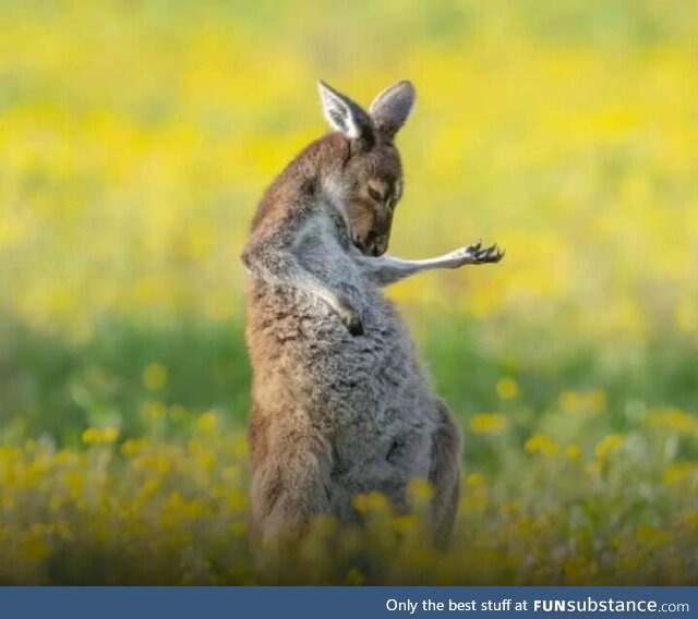 Photo of Kangaroo playing an air guitar has won the 2023 Comedy Wildlife Photography