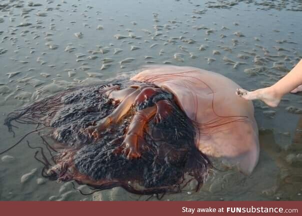 [OC] Why I also did not swim in South Korea (mother's foot for scale)