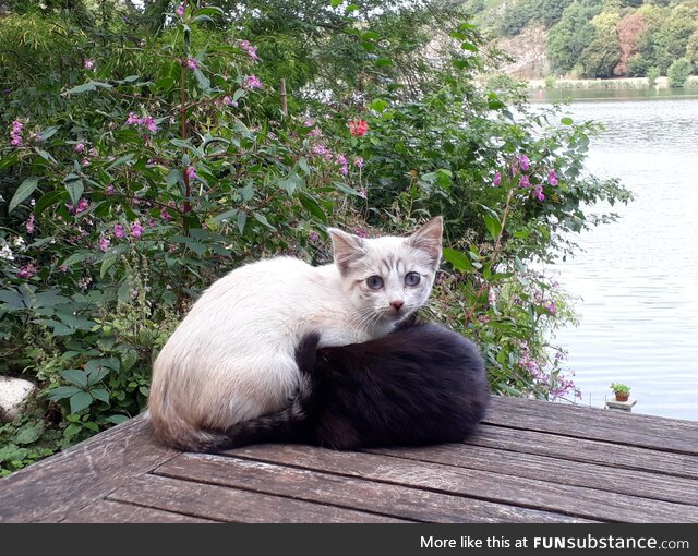 Cats in France