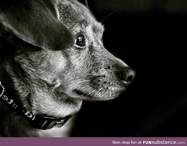 A monochrome portrait of our chiweenie