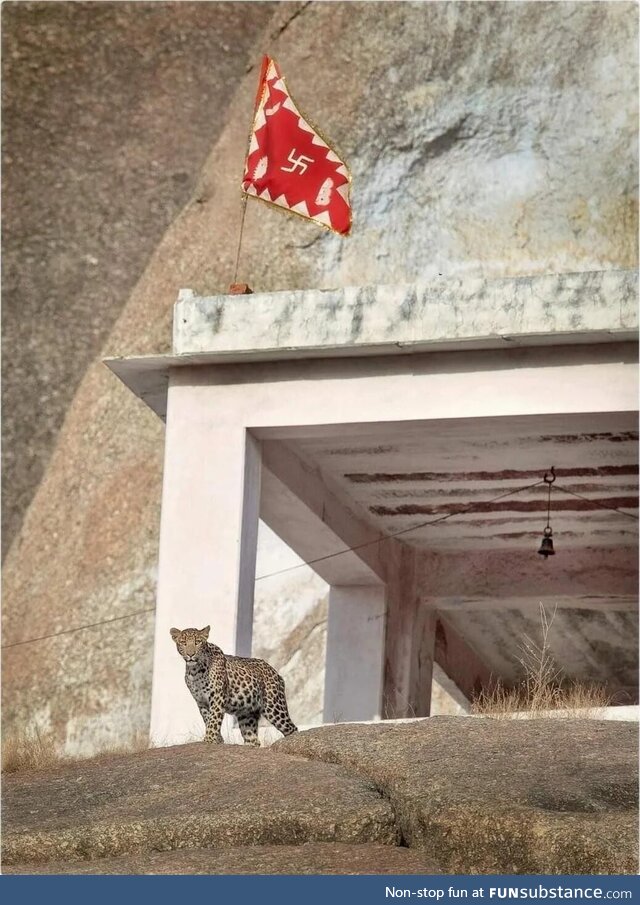 Leopard in a temple, Jawai, Rajasthan, India