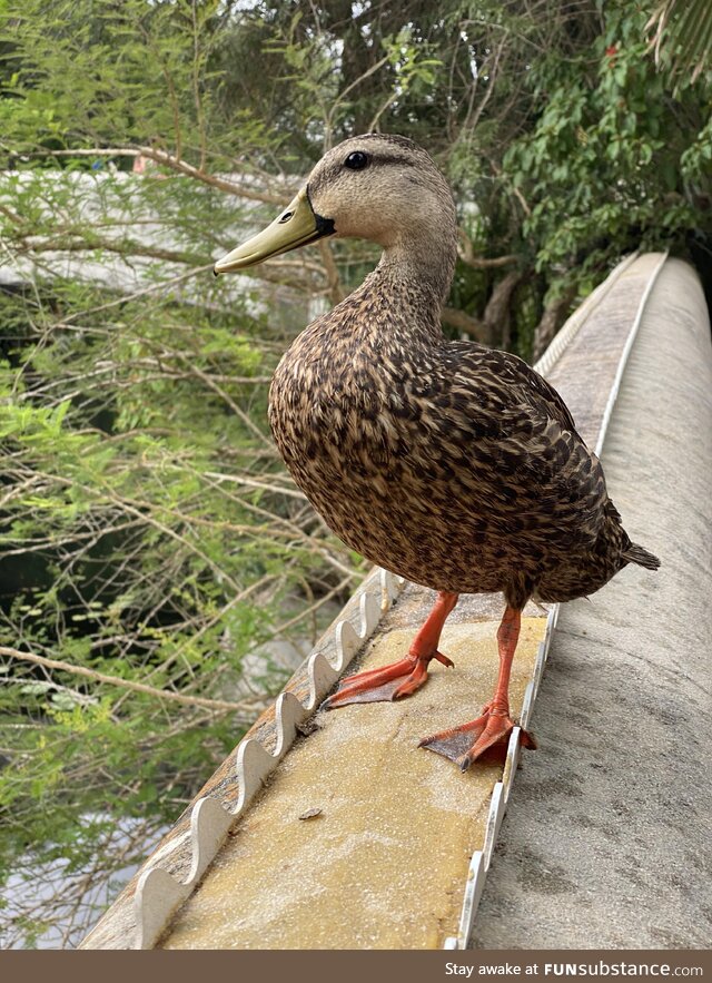 This duck stole and ate half of my overpriced Disney World pretzel