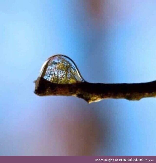 Forest in a drop