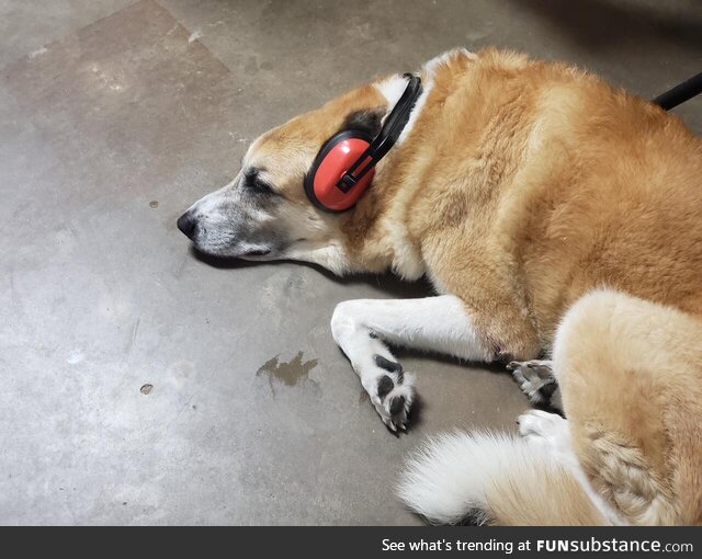 [OC] Sister's dog Sophie, enjoying the 4th