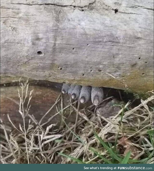 Dead man's fingers (or xylaria polymorpha), a type of fungus growing from a dead log