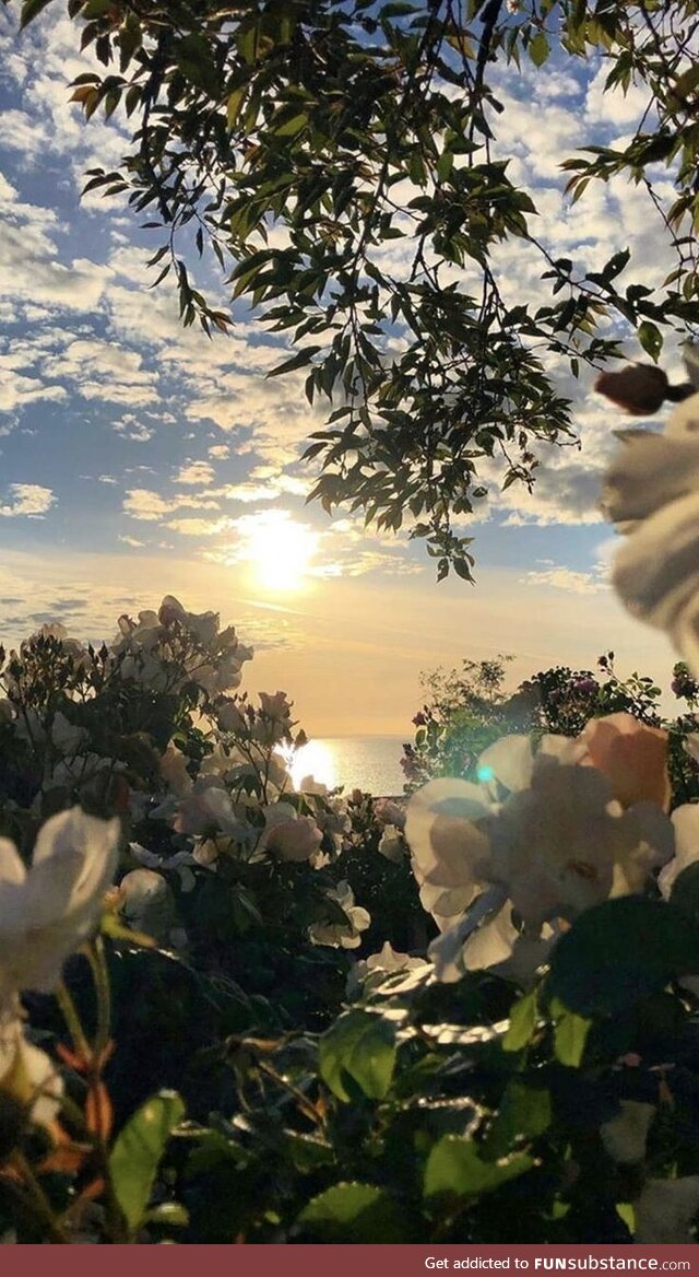 Sea, sun and flowers