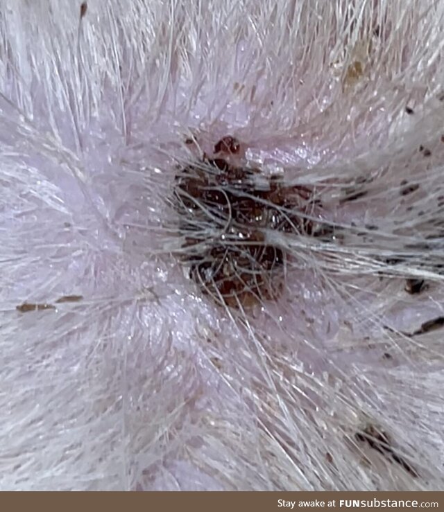 Tick or wart? Found on neck of golden retriever