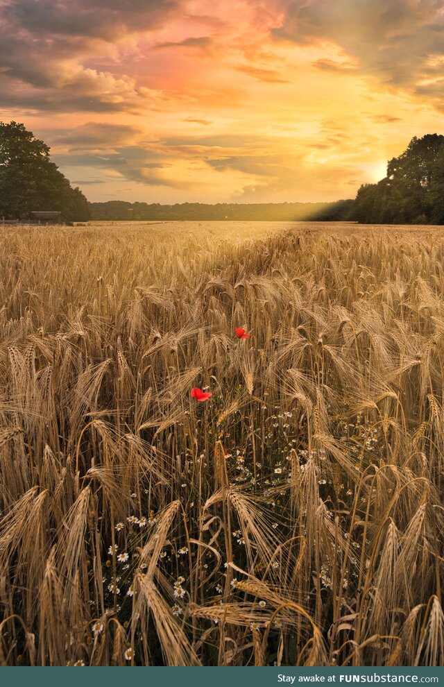 Awesome field in Germany (OC)