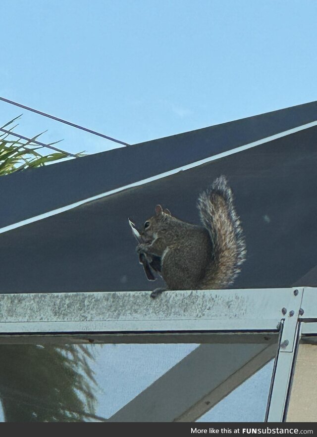 FL Squirrel with a Knife