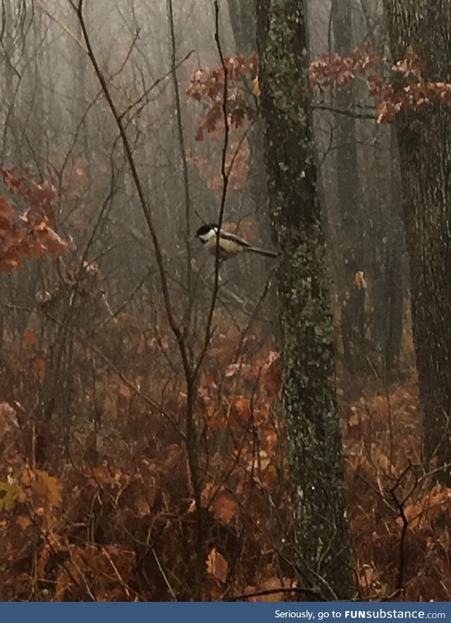 A chickadee in the woods