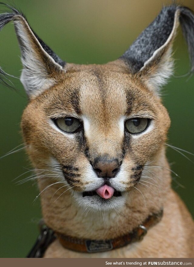 Wild cat rolls tongue