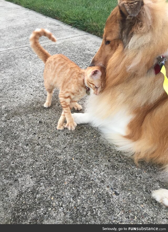 [OC] Our dog is gentle with all cats in the neighborhood