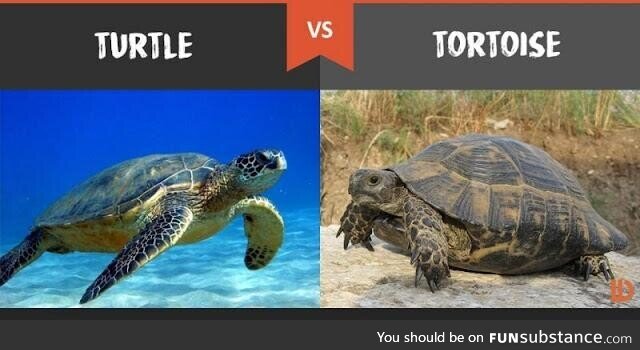 Seeing a surprisingly amount of people getting this wrong in light of racist tortoise