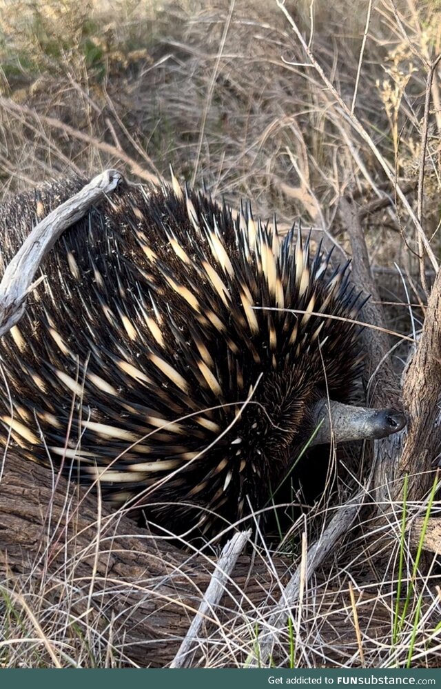 Echidna