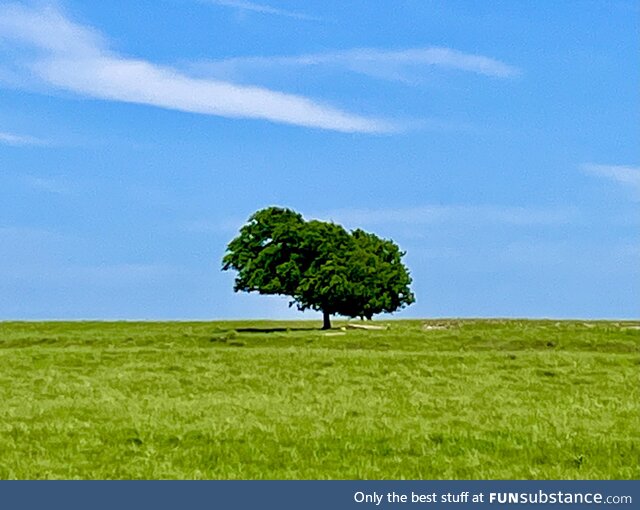 Lone tree in the lone star state