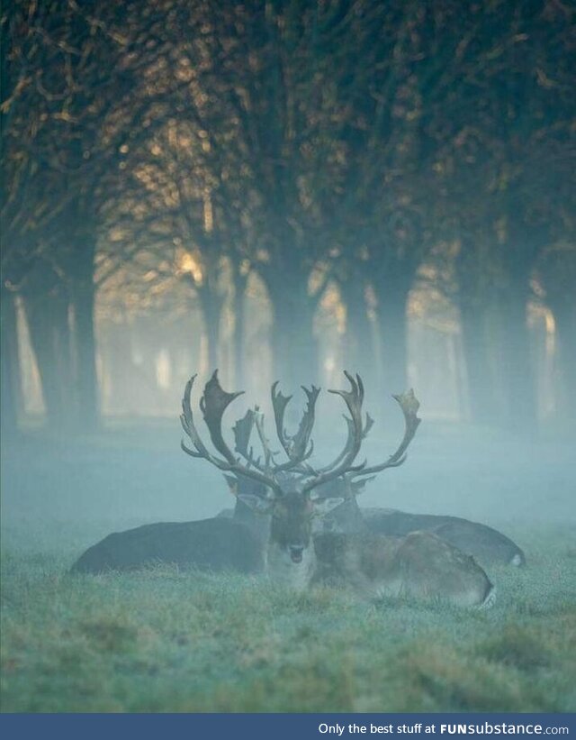 Phoenix park, dublin, ireland. Today