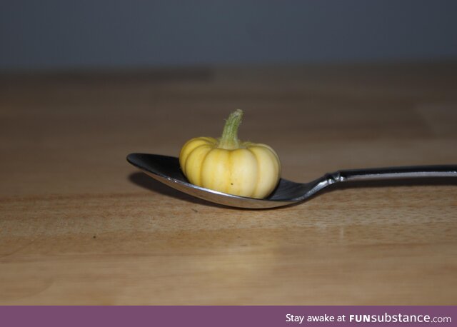 [oc] tiny pumpkin in a spoon