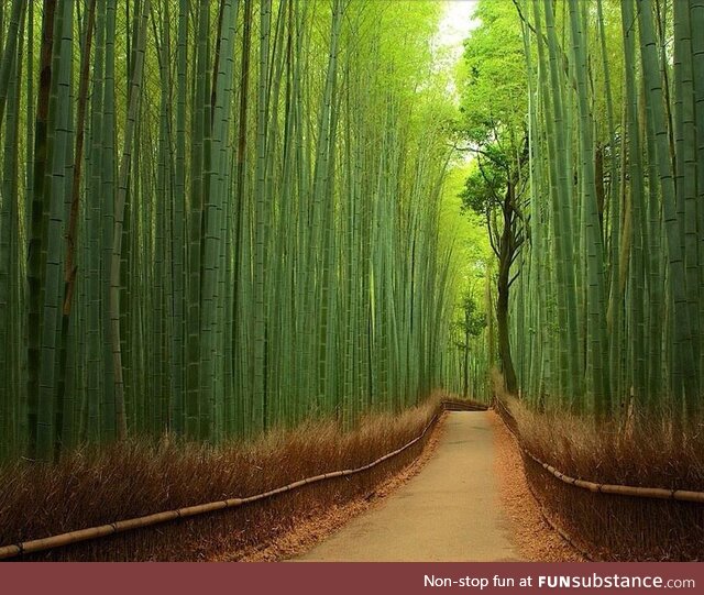 A bamboo forest in Japan