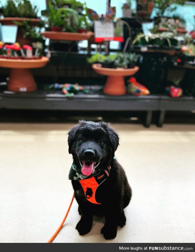 [OC] Took this photo of Castle aka Good Boy at Pikes Nursery