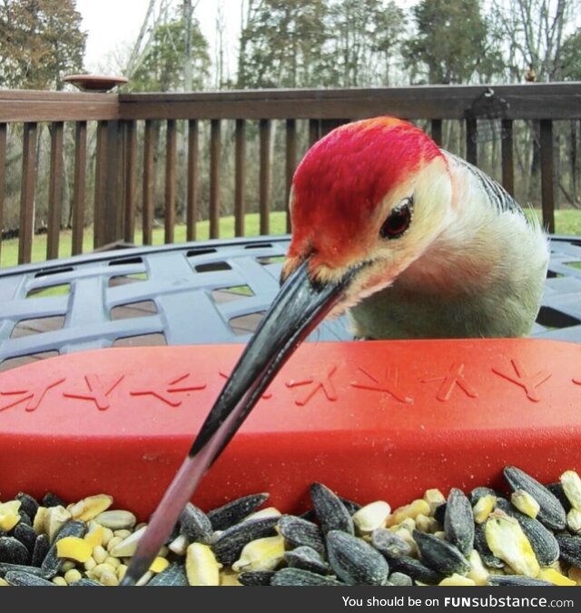 Red-Bellied Woodpecker's tongue! (OC)