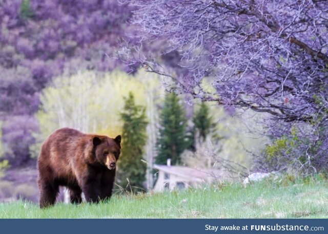 A black bear in the Rocky Mountains