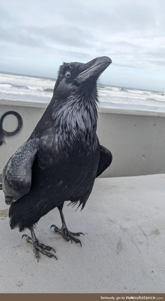 This regal raven [OC]