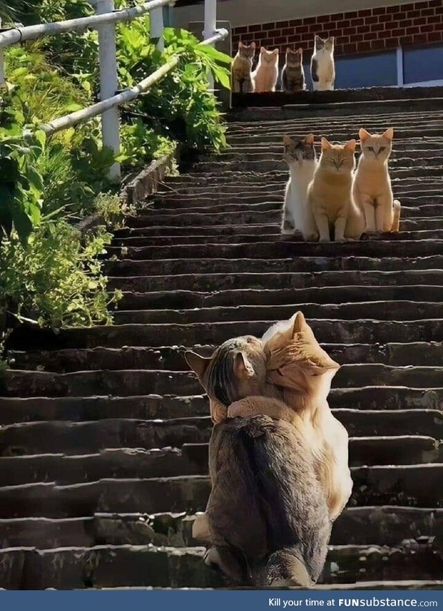 Cat in the middle is jealous