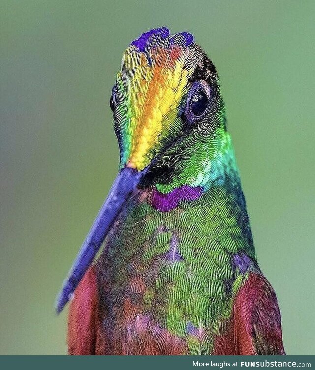 A rainbow hummingbird