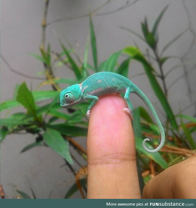 Tiny baby chameleons