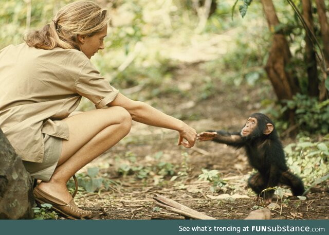 Primatologist Jane Goodall meeting a baby chimpanzee at Tanganyika in 1962