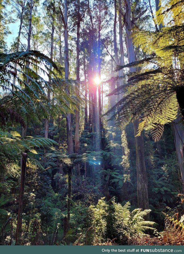 [OC] Went for a walk in a local forest and took this