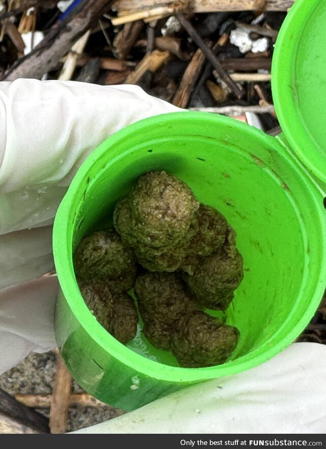 Was picking up plastics after a recent storm, found someones dank nugs