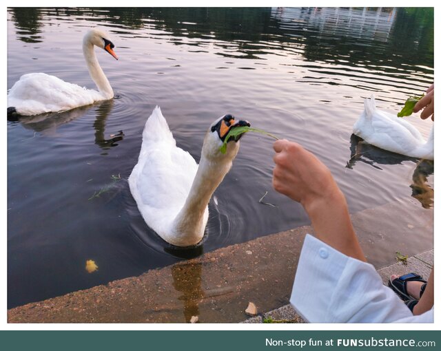 Just a swan eating a dandelion