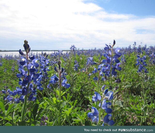 Texas bluebonnets