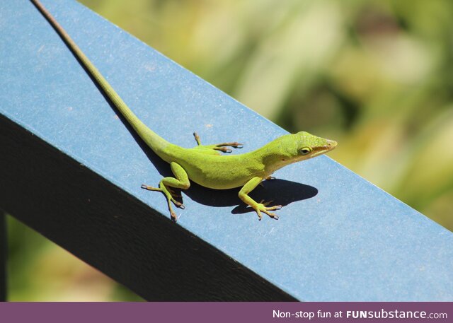 Florida lizard on a fence