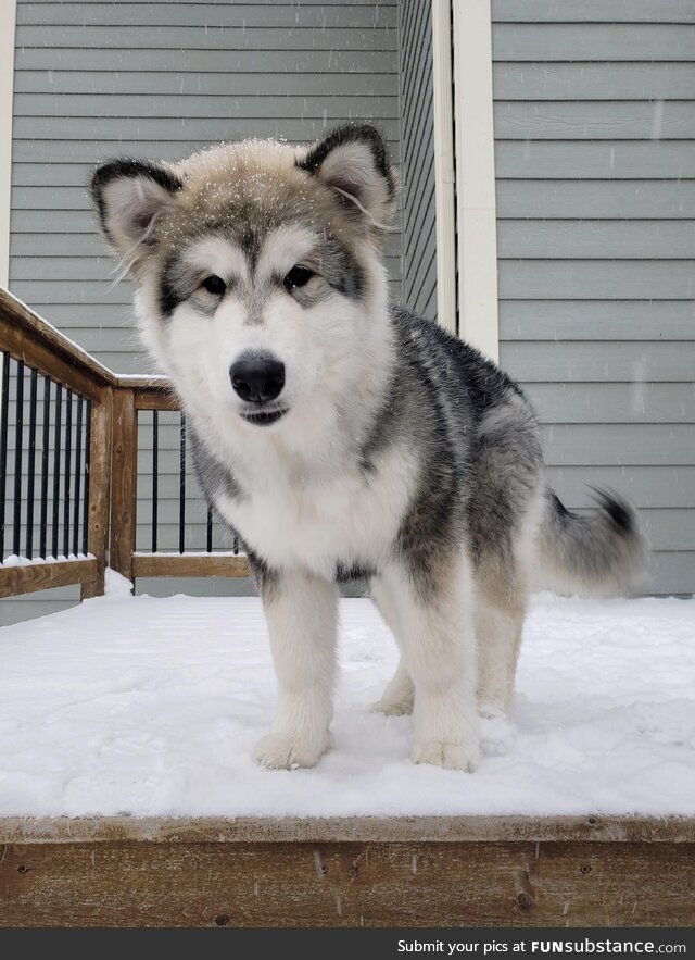 Juniper says it's finally my kinda weather!