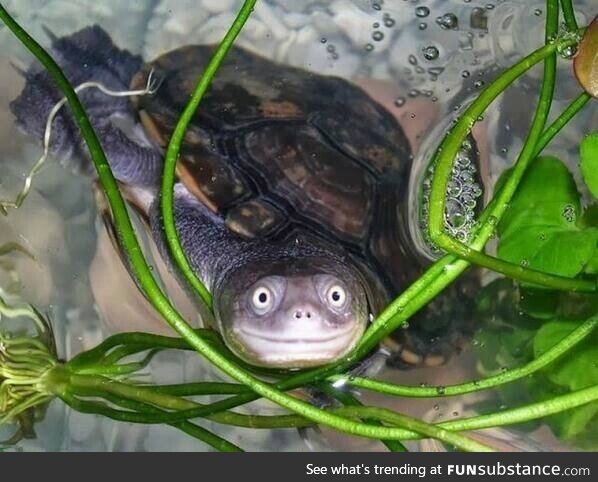 One happy turtle caught on cam!