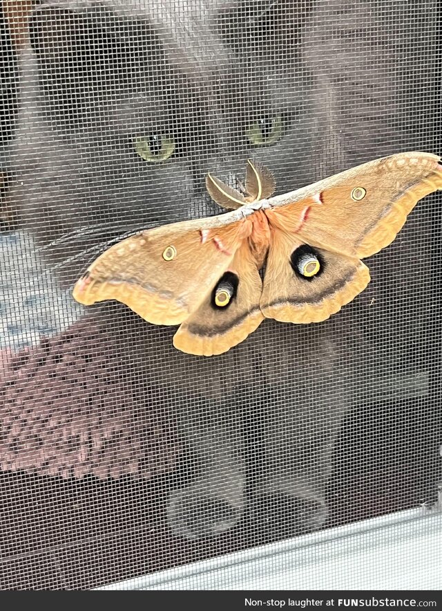 A beautiful polyphemus moth introducing herself to a kitty