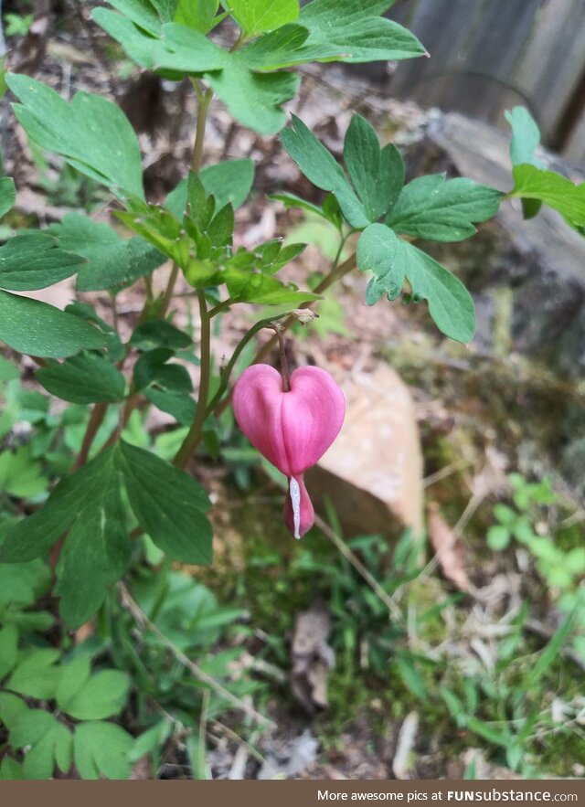 [OC] First bloom of the season