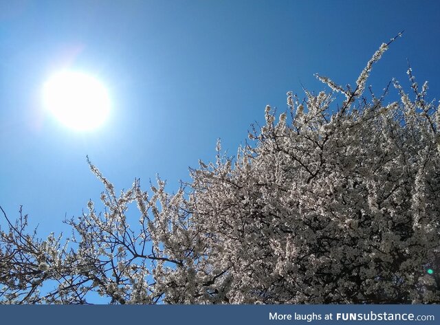 Blooming hawthorn tree against a blue spring sky