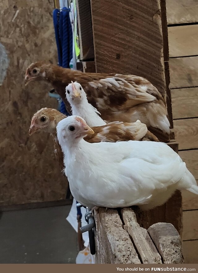 We got 4 new chickens. One is named John Oliver