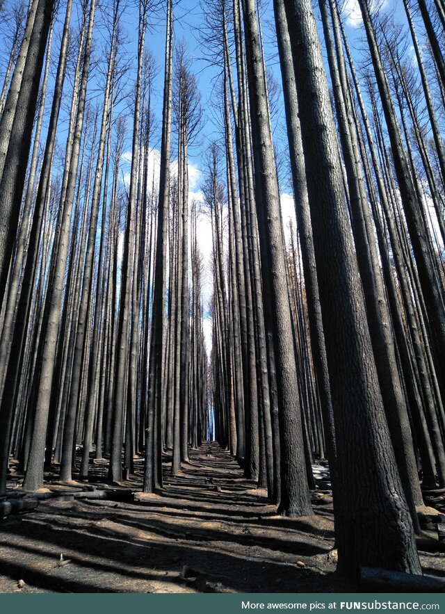 Burnt Sugar Pines (Laurel Hill, nsw) - Just after the Black Summer Bushfires