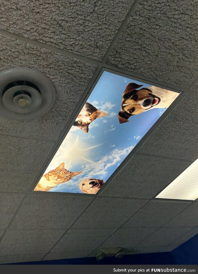 Happened to look up at the vet’s office