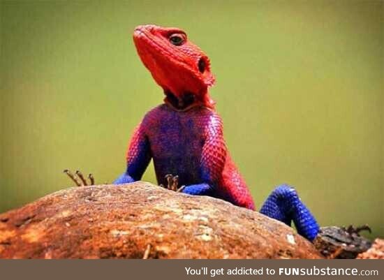 This lizard looks like Spider-Man